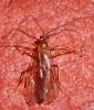 Netelia sp.